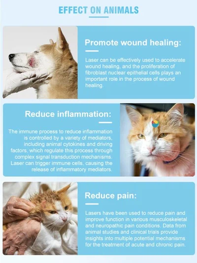 cold laser therapy for dogs cold laser therapy for dogs